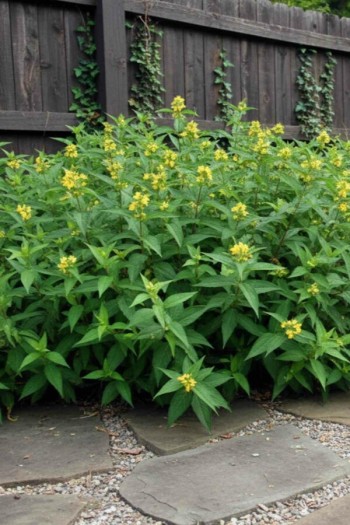 Діервілла сидячолиста Баттерфляй|Diervilla sessilifolia ’Butterfly’|Диервилла сидячецветковая Баттерфляй